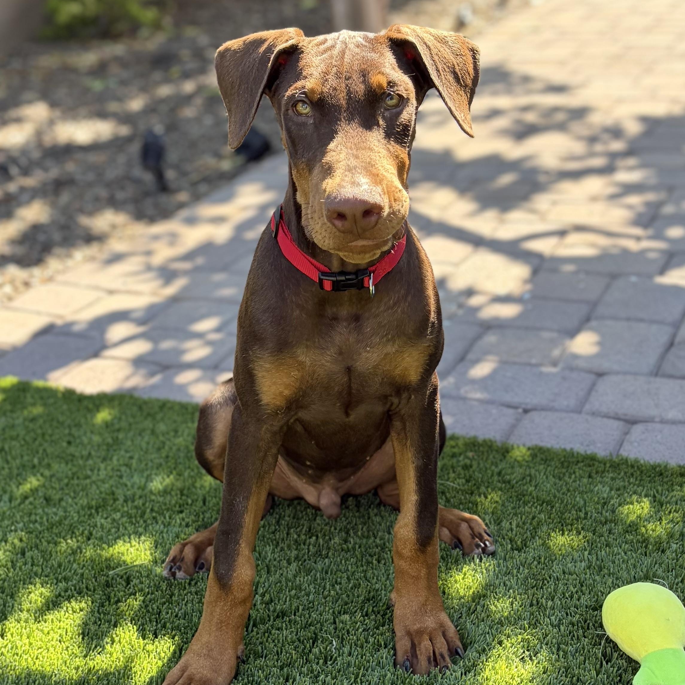 Enlarge Starsky, a Adoptable Doberman Pinscher in Phoenix, AZ image 3/5