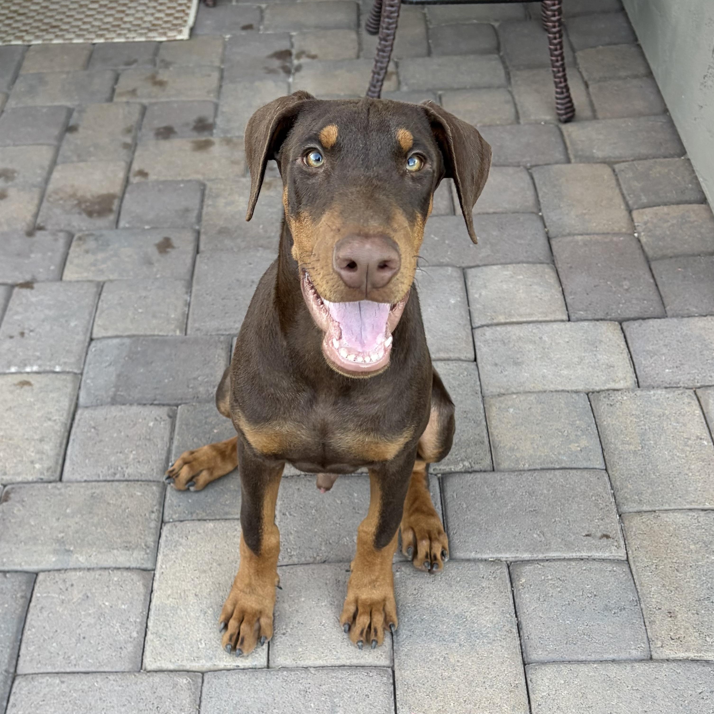 Enlarge Starsky, a Adoptable Doberman Pinscher in Phoenix, AZ image 4/5