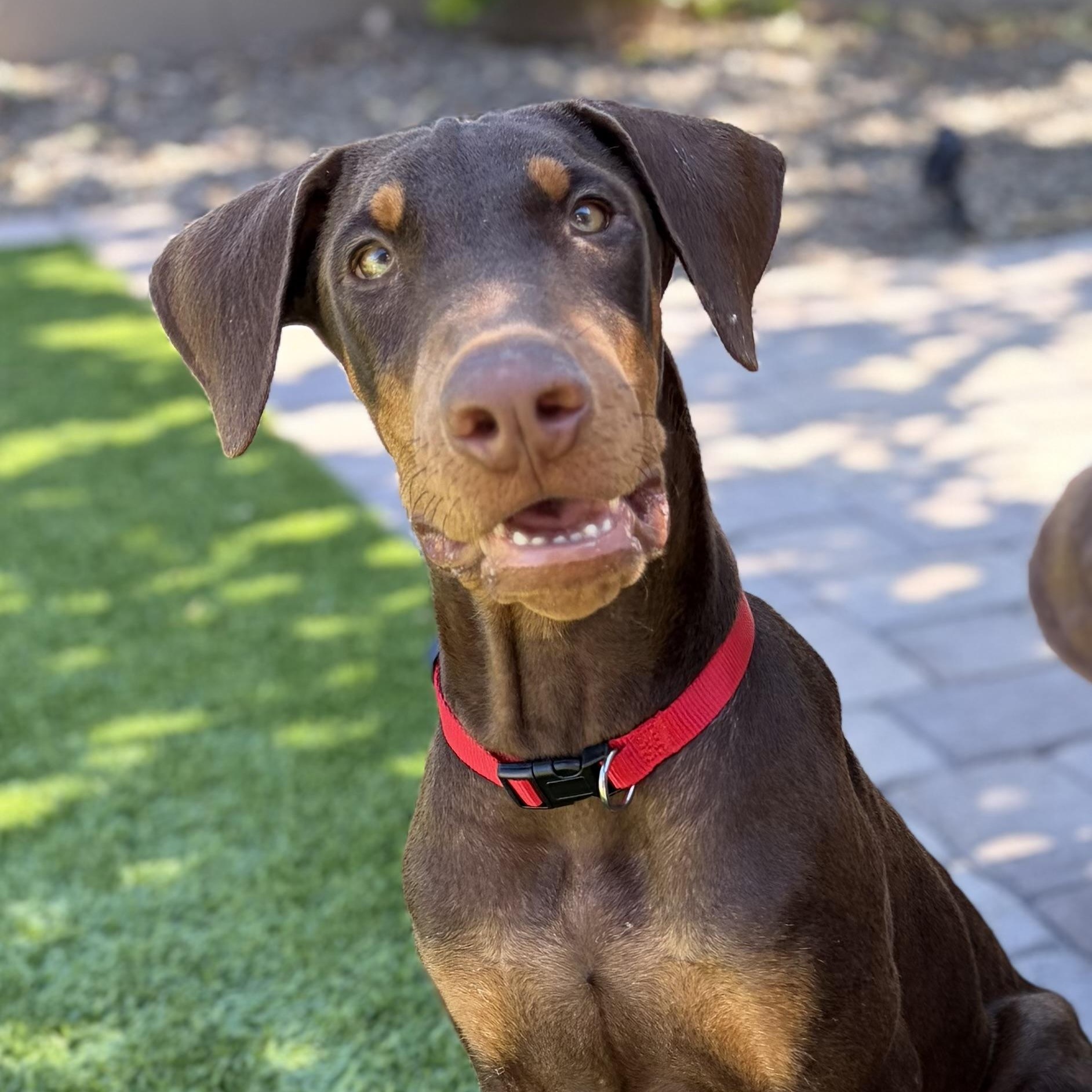 Starsky, Adoptable, Puppy Male Doberman Pinscher.