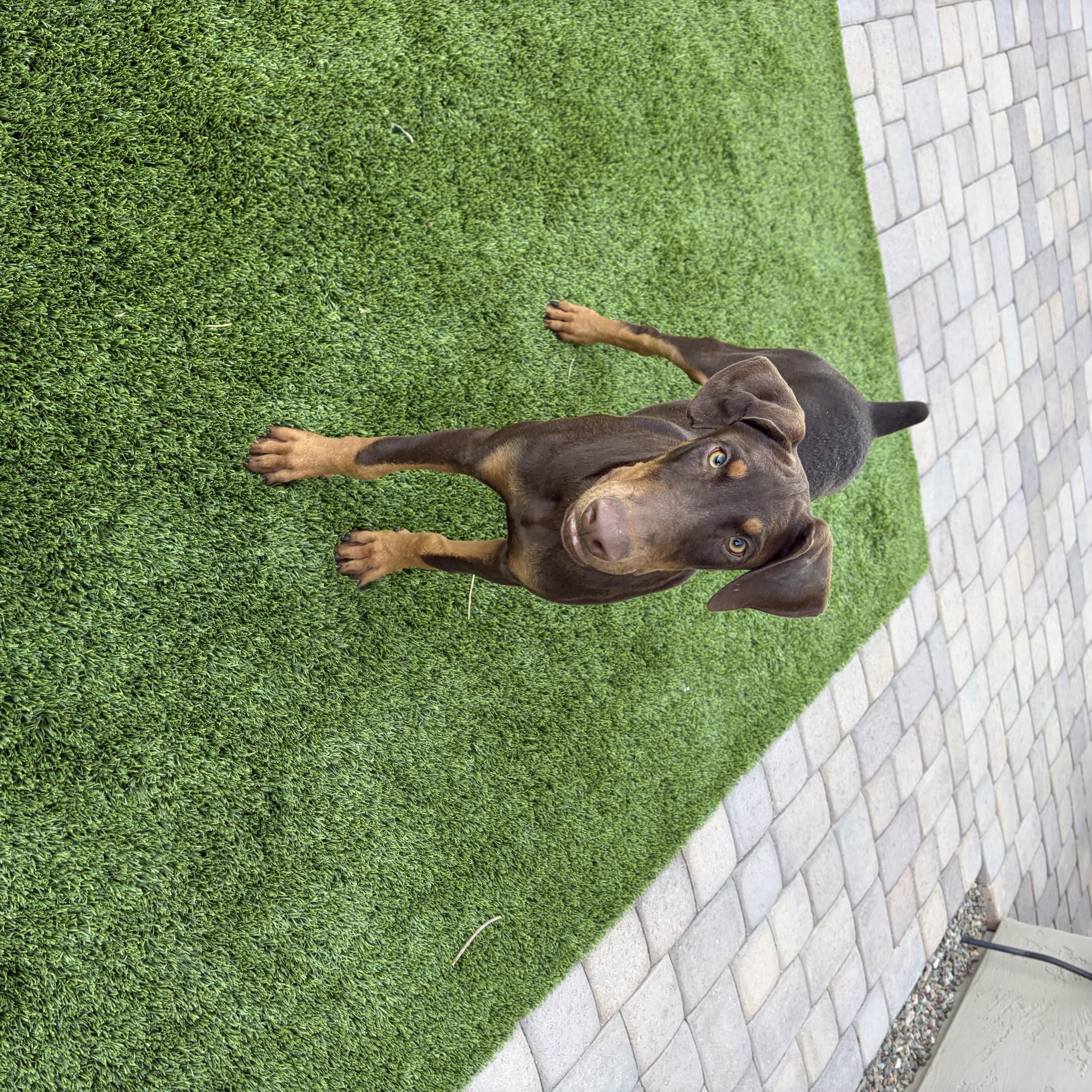Enlarge Starsky, a Adoptable Doberman Pinscher in Phoenix, AZ image 5/5