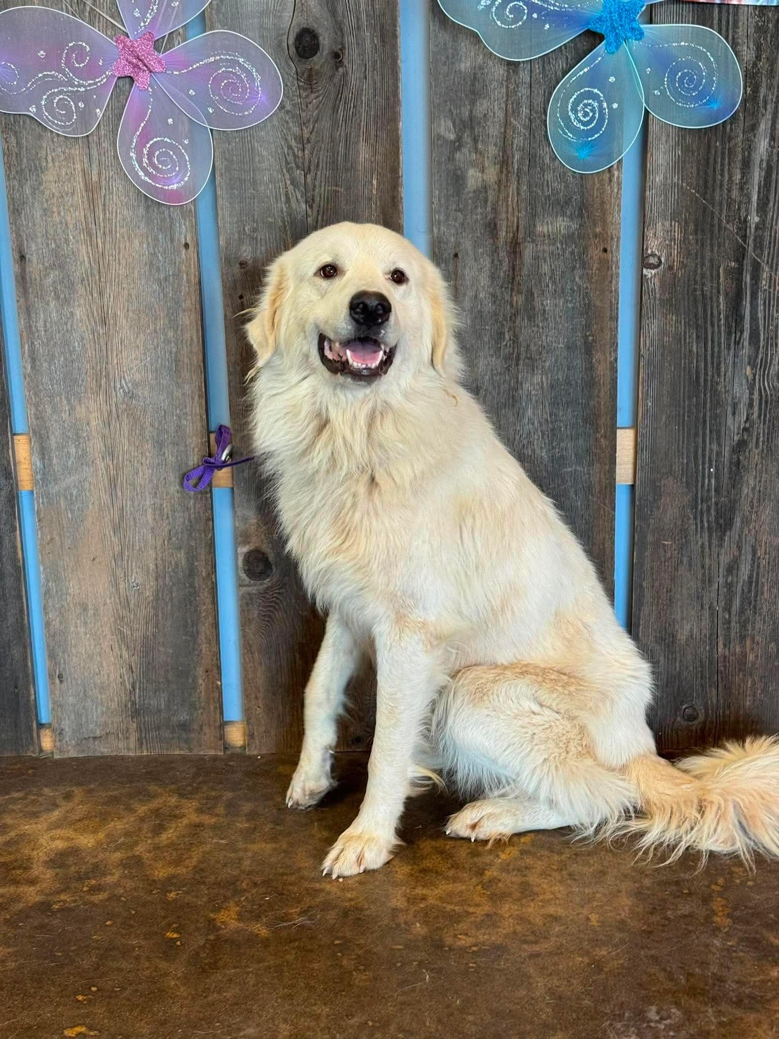 Enlarge SUMMIT 425, a ADOPTABLE mixed breed in Milwaukee, WI image 2/4