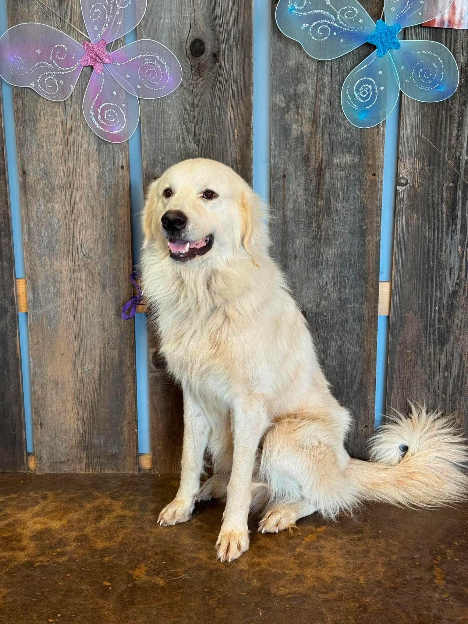 SUMMIT 425, ADOPTABLE, Adult Male Great Pyrenees.