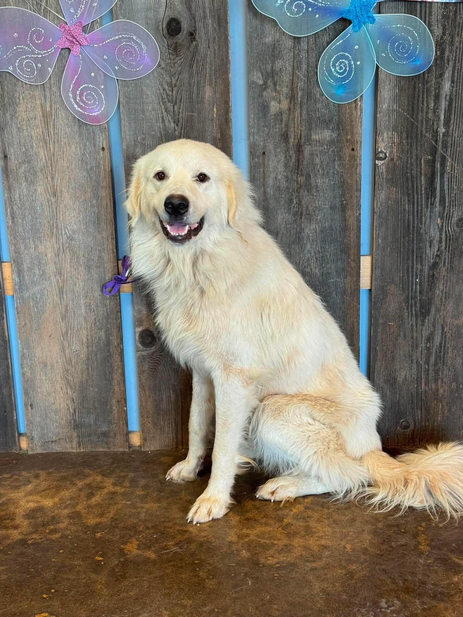 Enlarge SUMMIT 425, a ADOPTABLE mixed breed in Milwaukee, WI image 3/4