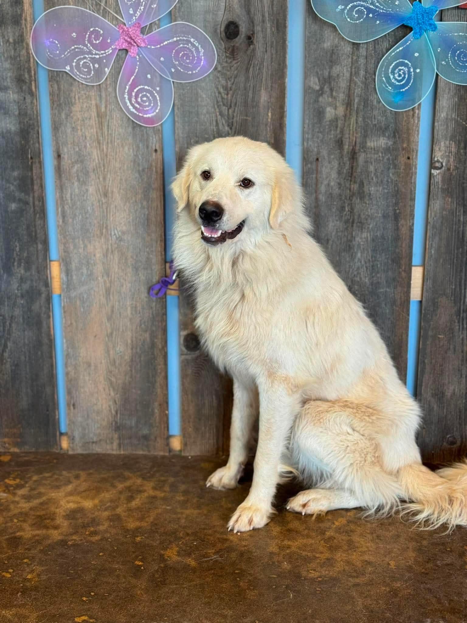 Enlarge SUMMIT 425, a ADOPTABLE mixed breed in Milwaukee, WI image 4/4