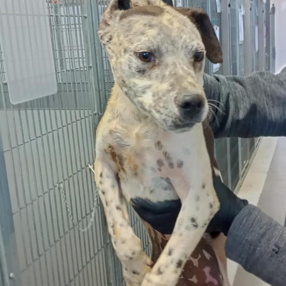 142 (2026) Tony, Adoptable, Young Male Mixed Breed.