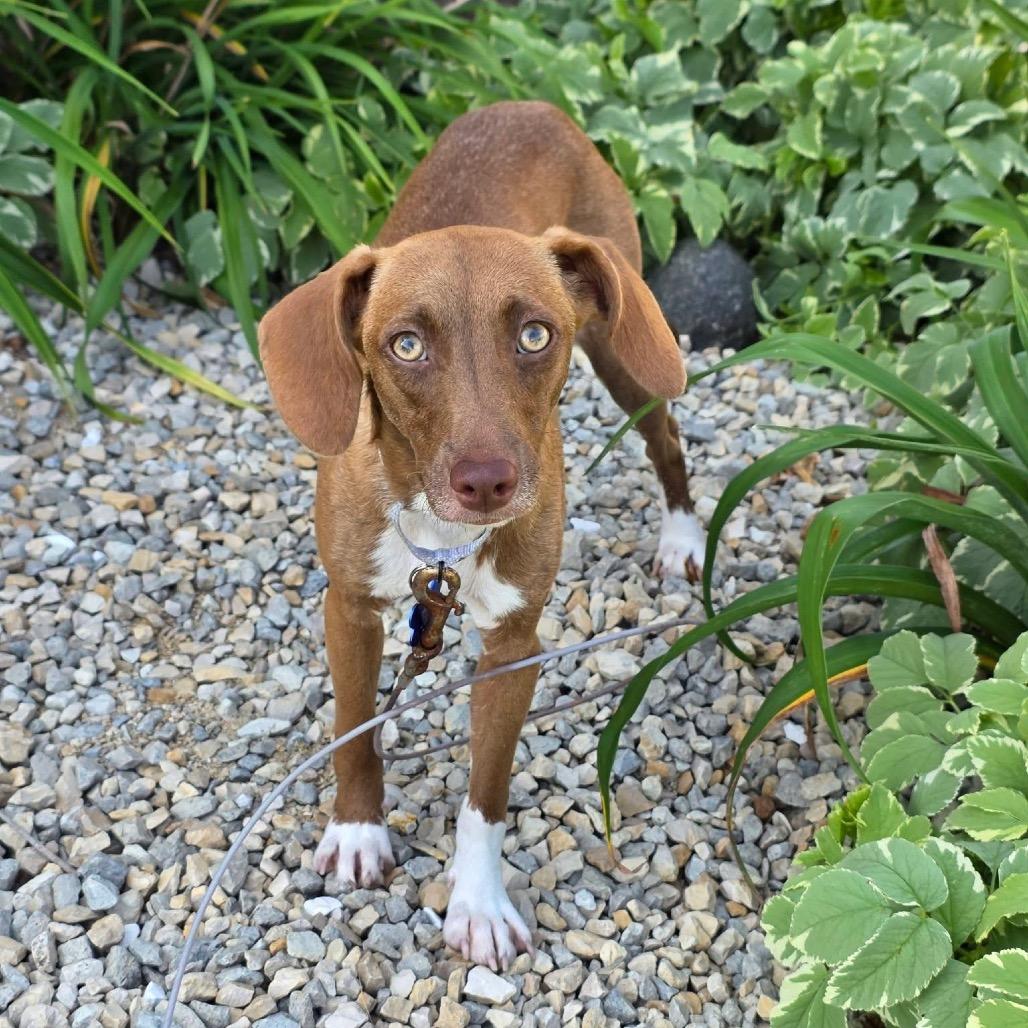 Enlarge Pandora, a Adoptable mixed breed in St. Charles, IL image 1/6