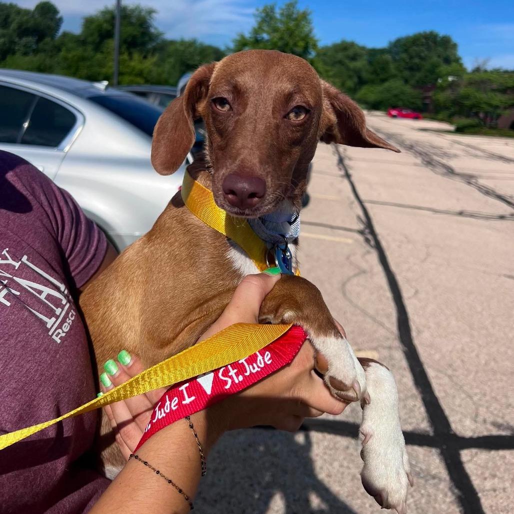 Enlarge Pandora, a Adoptable mixed breed in St. Charles, IL image 2/6