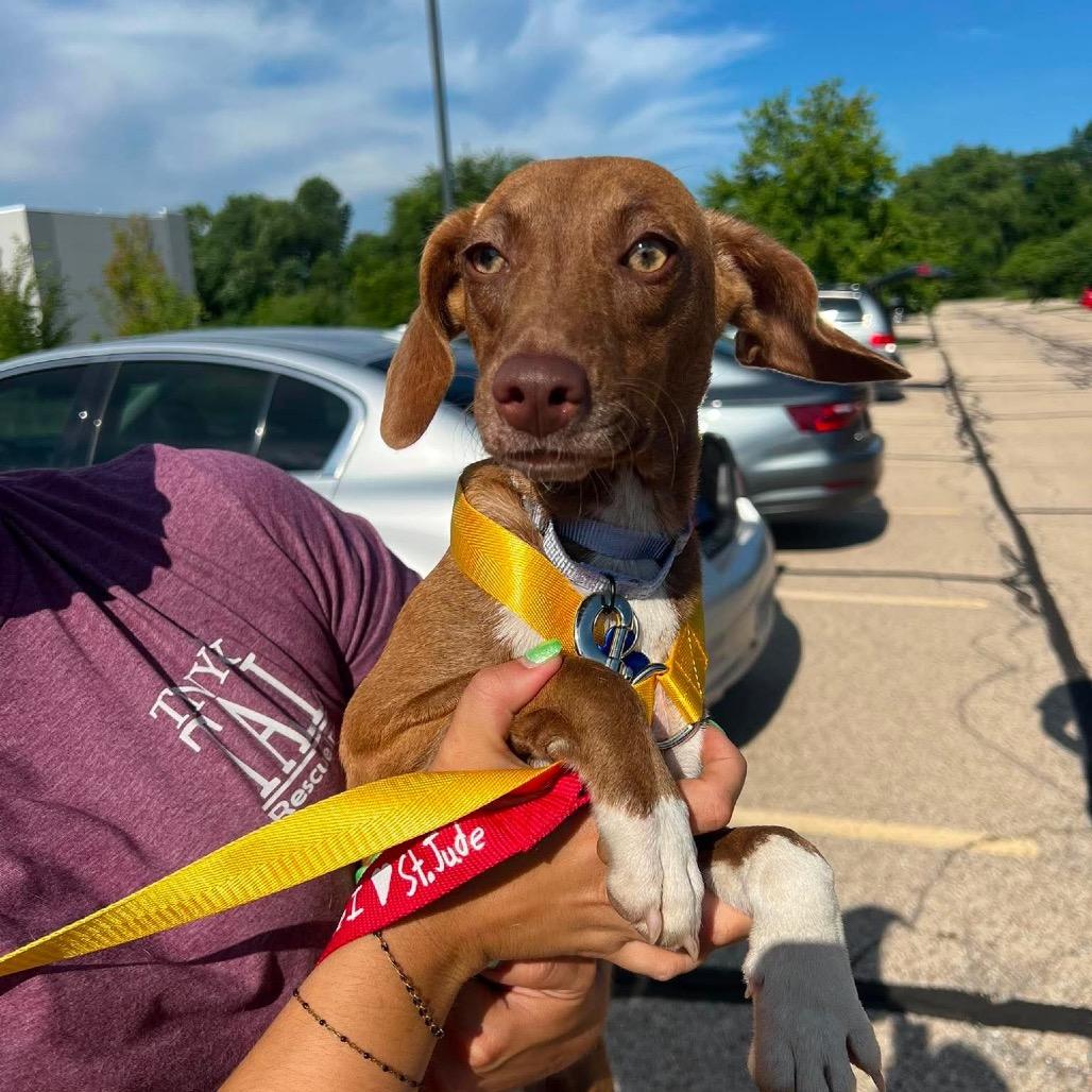 Enlarge Pandora, a Adoptable mixed breed in St. Charles, IL image 3/6