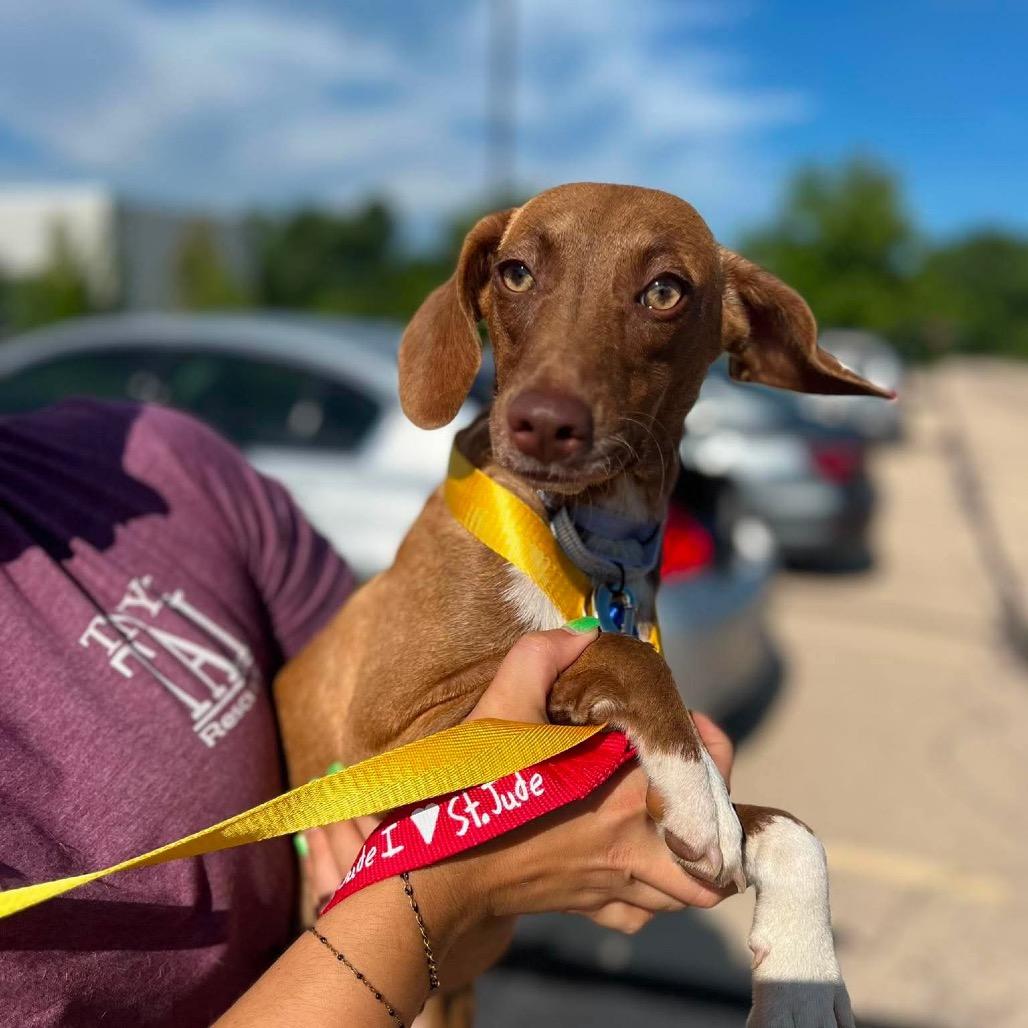 Enlarge Pandora, a Adoptable mixed breed in St. Charles, IL image 4/6
