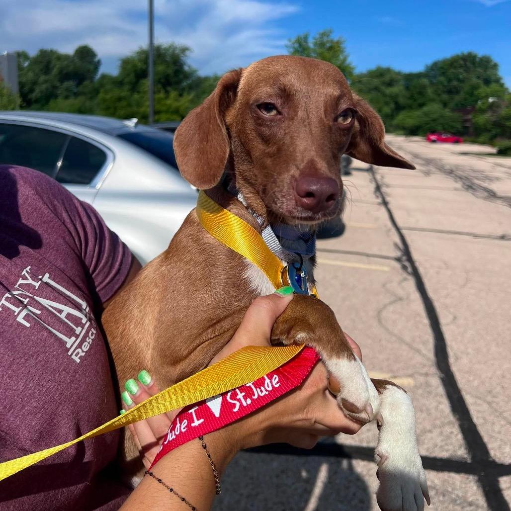 Enlarge Pandora, a Adoptable mixed breed in St. Charles, IL image 5/6