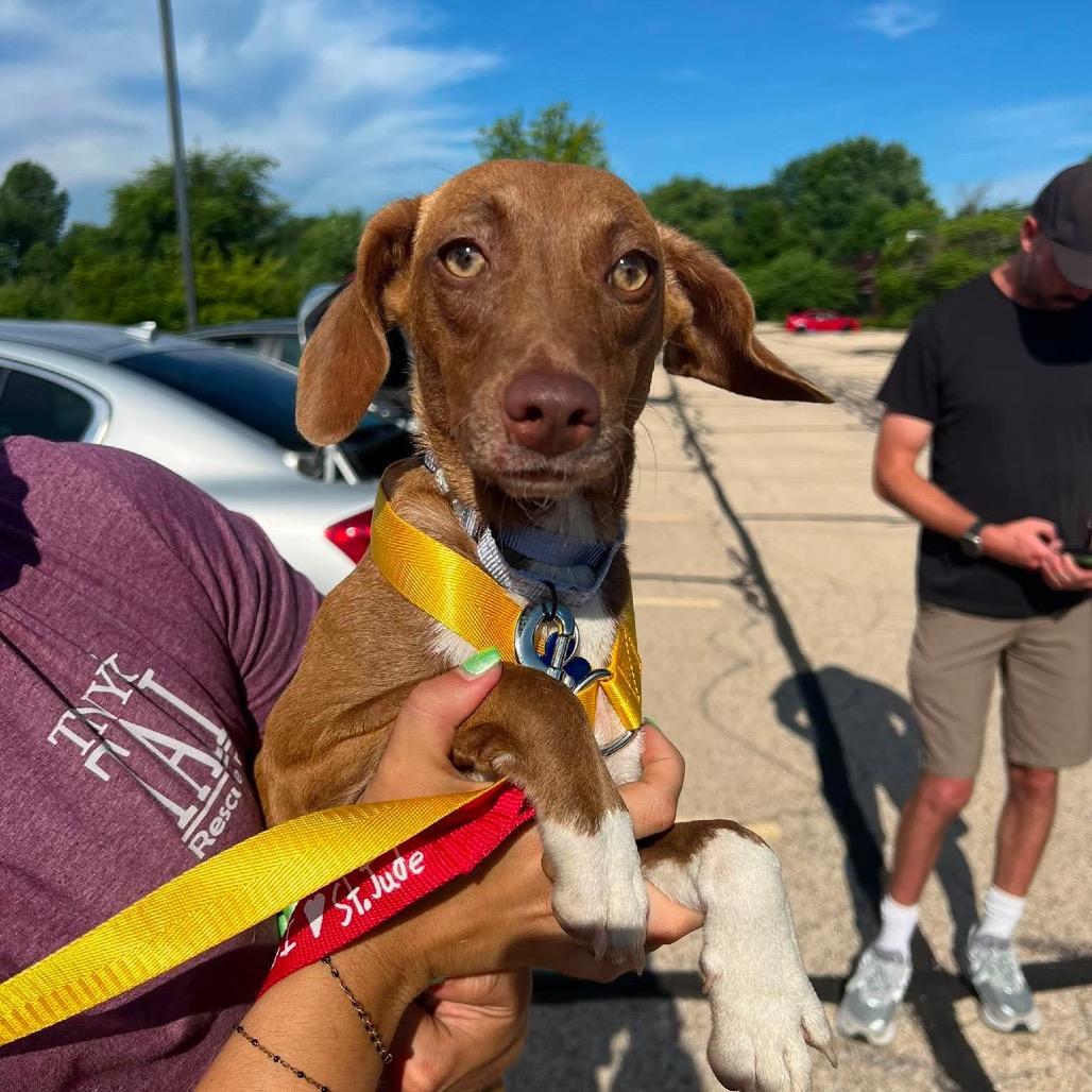 Enlarge Pandora, a Adoptable mixed breed in St. Charles, IL image 6/6