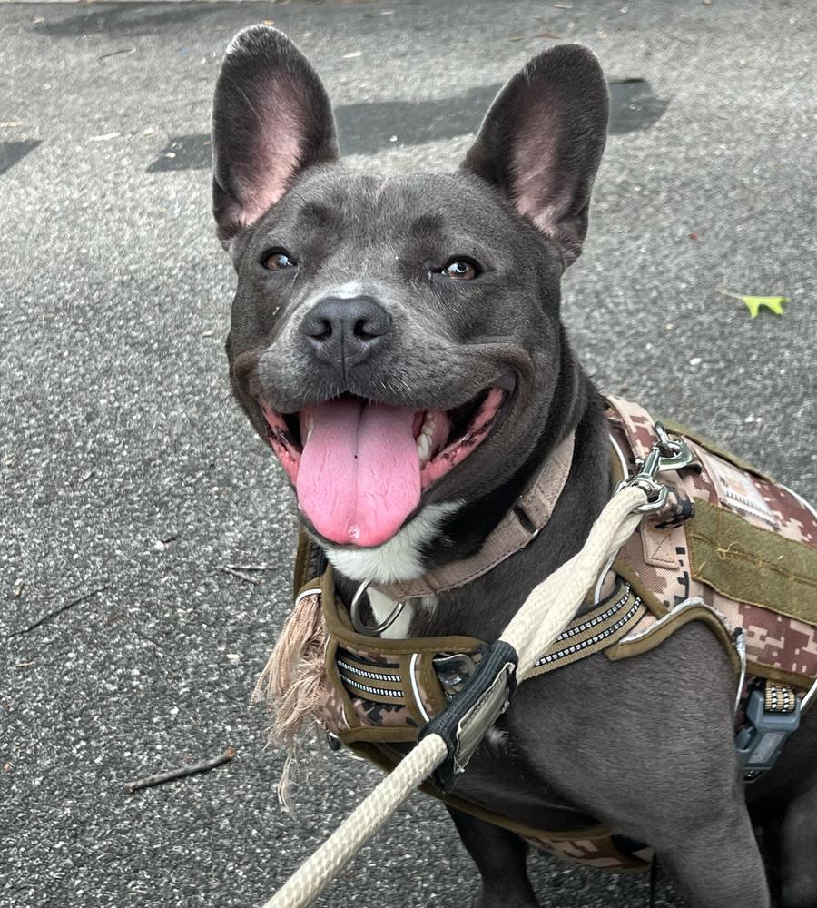 Enlarge Dewey, a Adoptable mixed breed in Long Island City, NY image 2/6