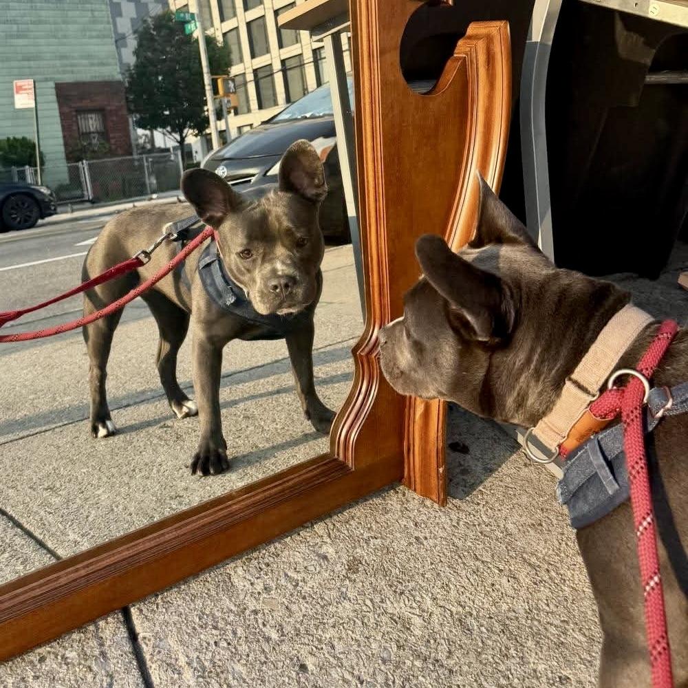 Enlarge Dewey, a Adoptable mixed breed in Long Island City, NY image 3/6