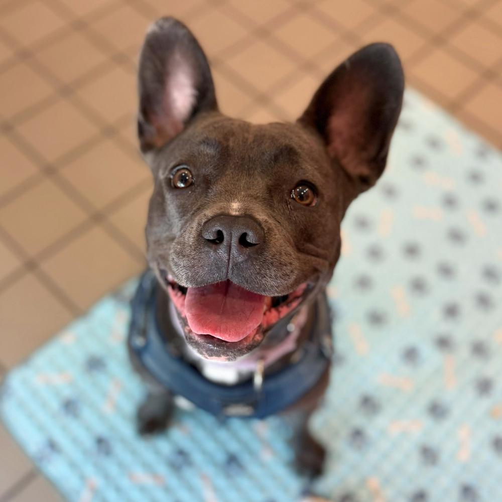 Enlarge Dewey, a Adoptable mixed breed in Long Island City, NY image 4/6