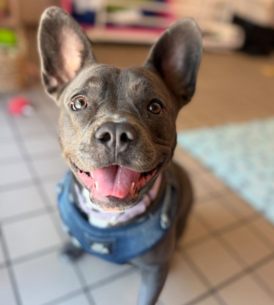 Enlarge Dewey, a Adoptable mixed breed in Long Island City, NY image 6/6