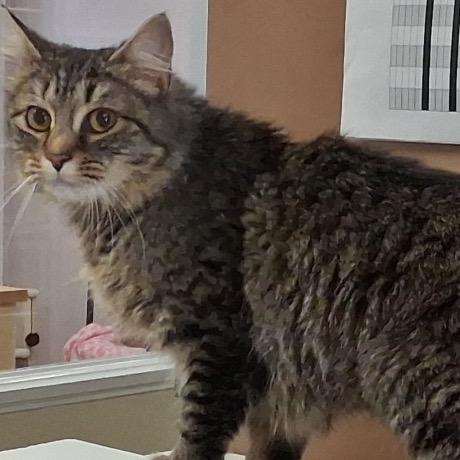 Enlarge Cassie, a Adoptable Domestic Medium Hair in Middlebury, VT image 1/6