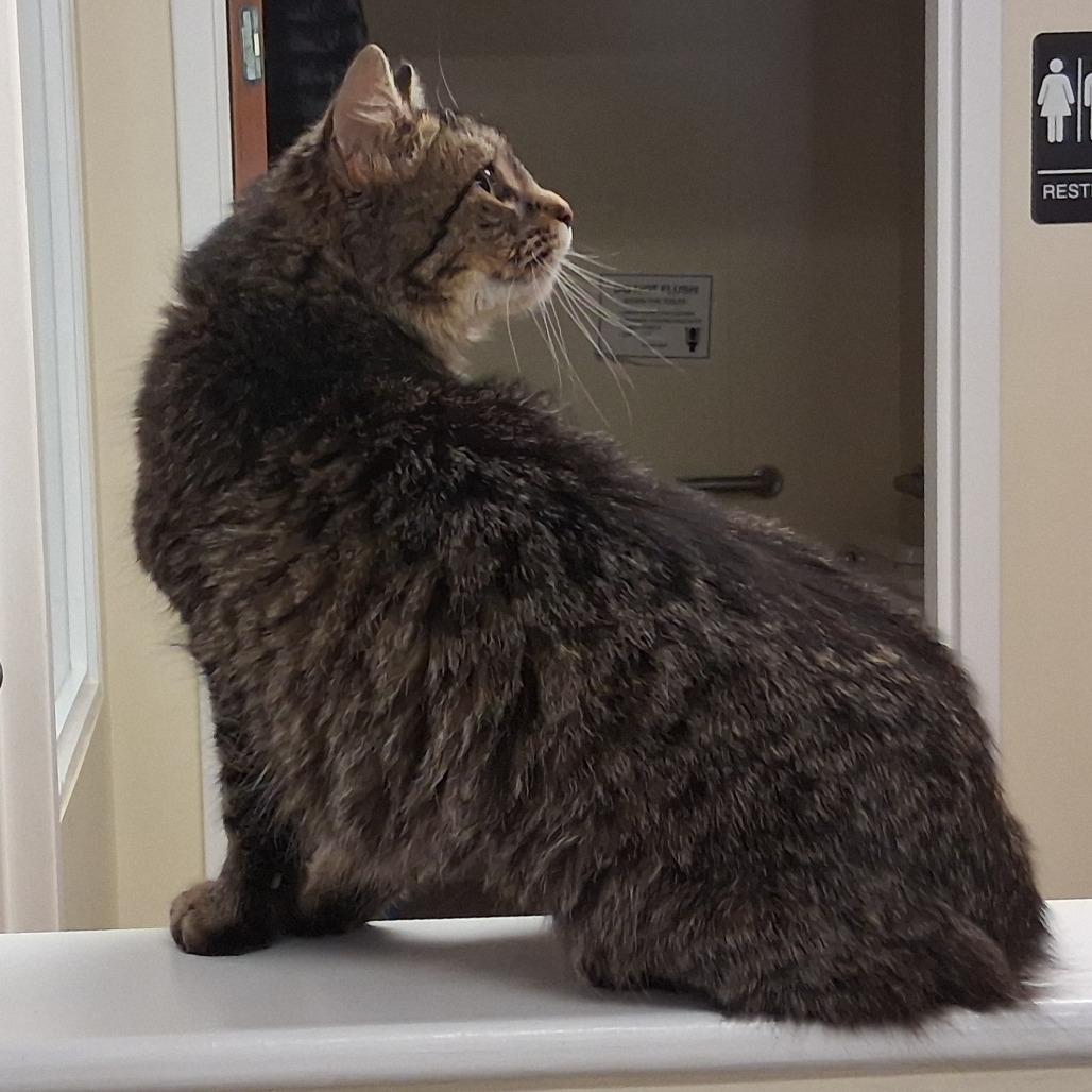 Enlarge Cassie, a Adoptable Domestic Medium Hair in Middlebury, VT image 3/6