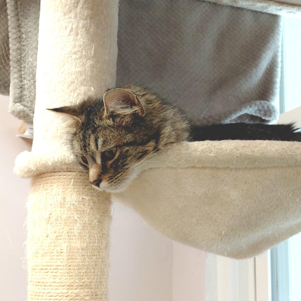 Enlarge Cassie, a Adoptable Domestic Medium Hair in Middlebury, VT image 4/6