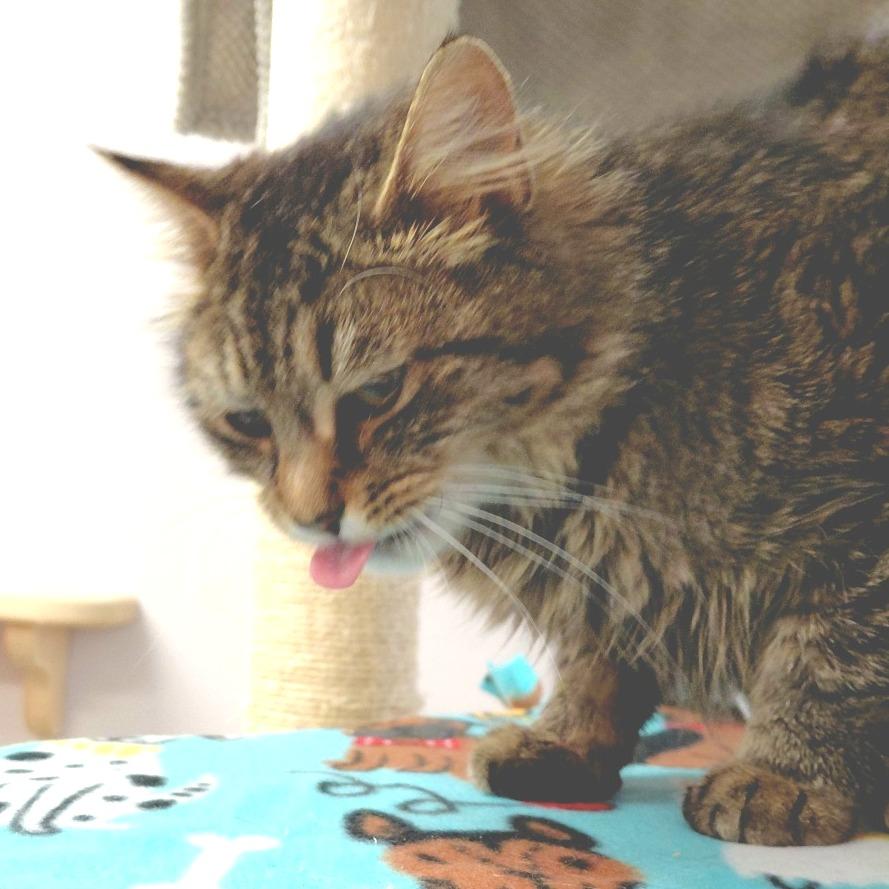 Enlarge Cassie, a Adoptable Domestic Medium Hair in Middlebury, VT image 5/6