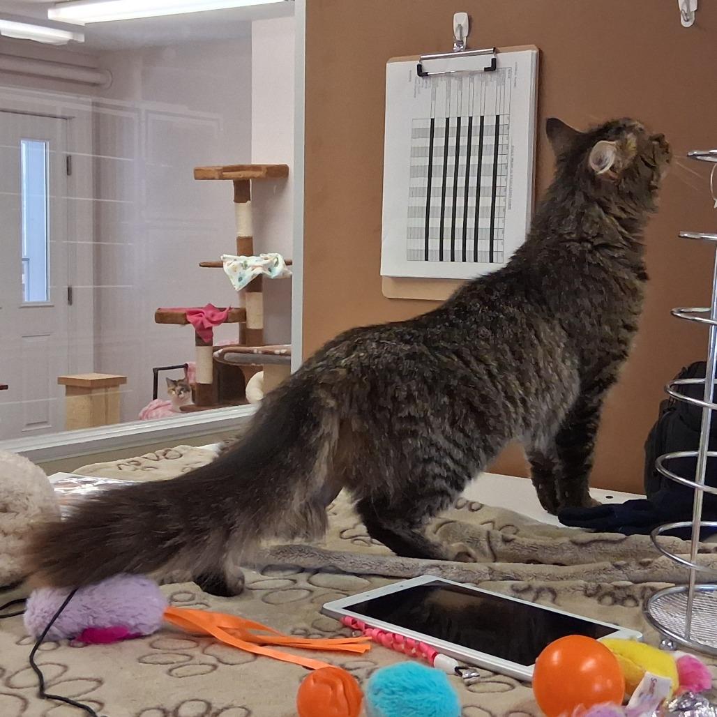 Enlarge Cassie, a Adoptable Domestic Medium Hair in Middlebury, VT image 6/6