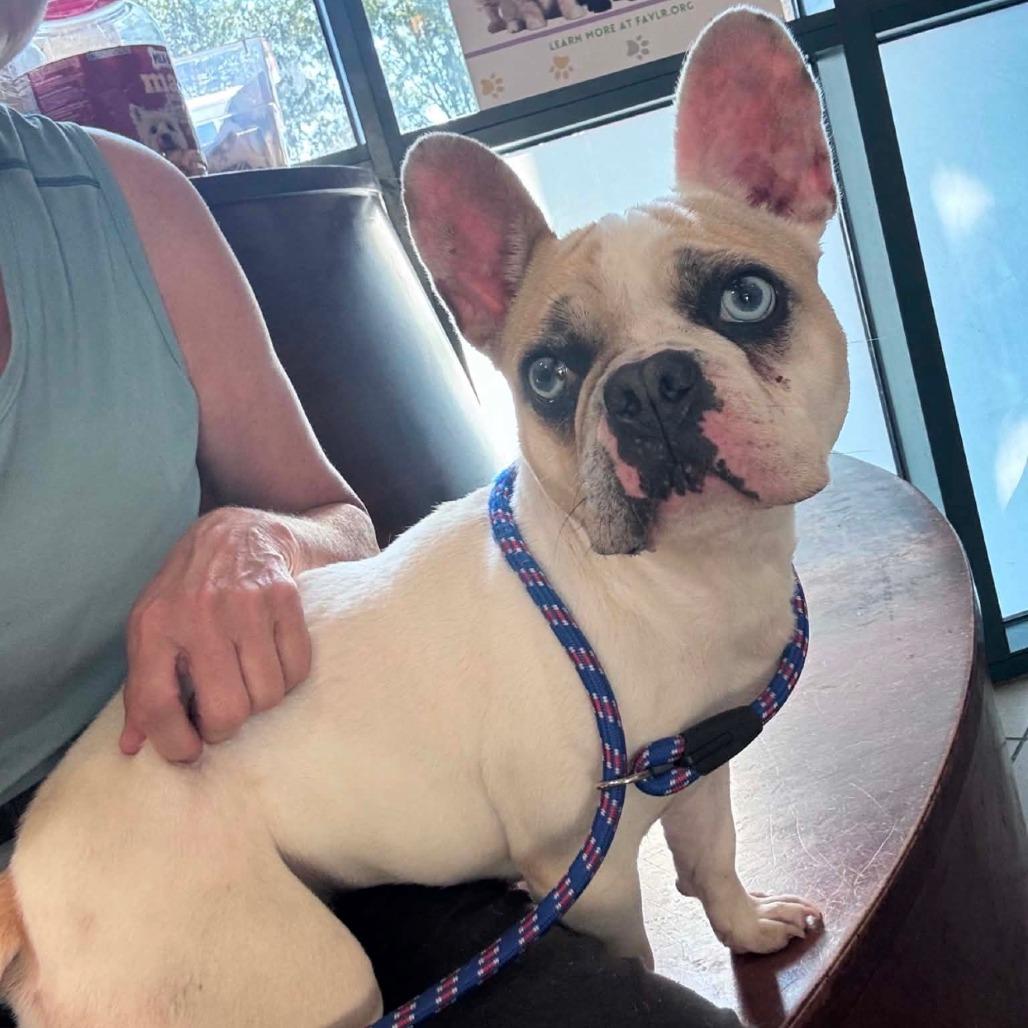 Pearl, Adoptable, Adult Female French Bulldog.