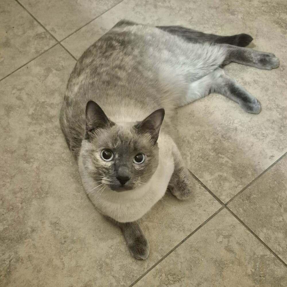 Lucia 2, a Adoptable mixed breed in tucson, AZ image 6/6