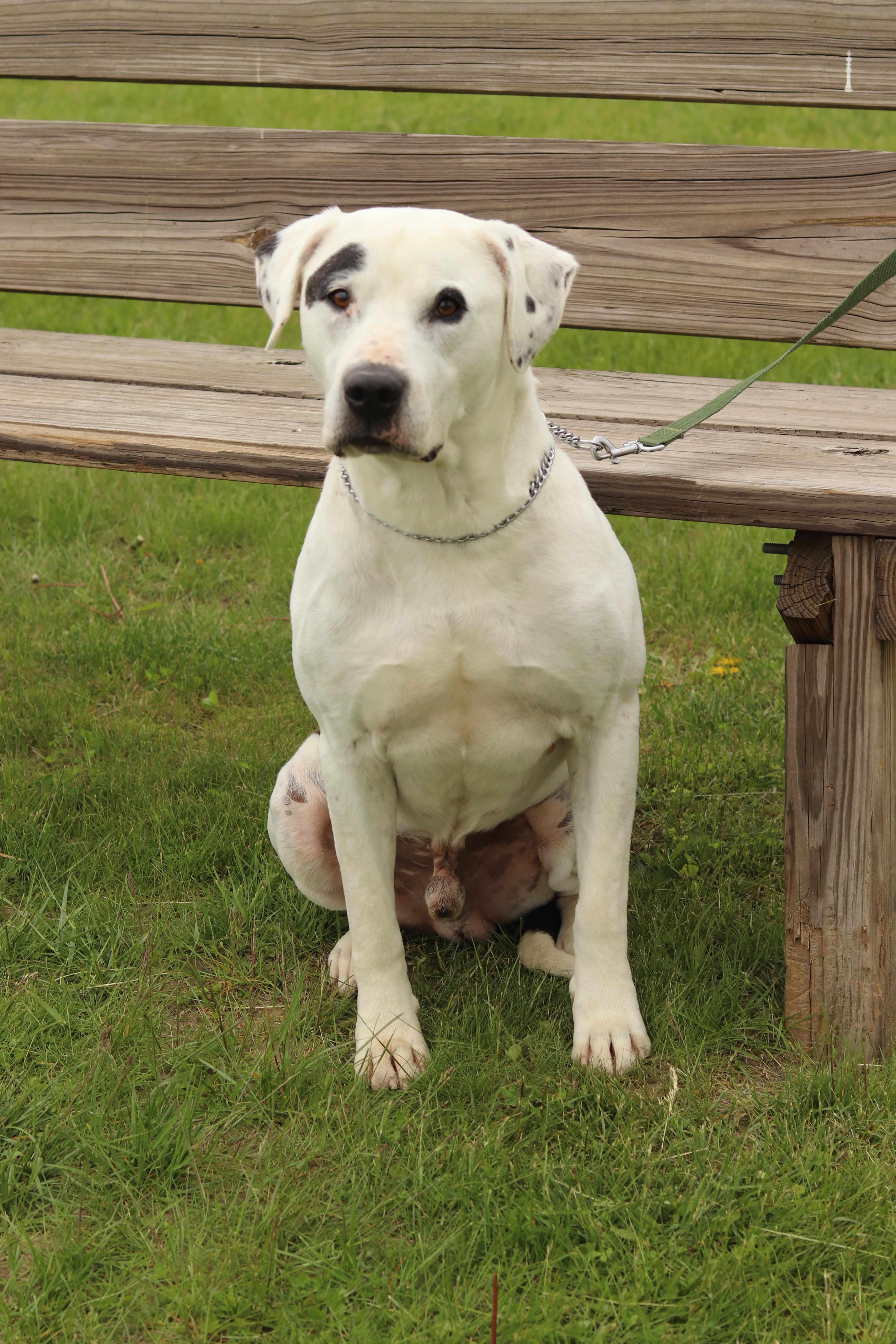 Enlarge Boyd, a ADOPTABLE Mixed Breed in Ionia, MI image 2/6