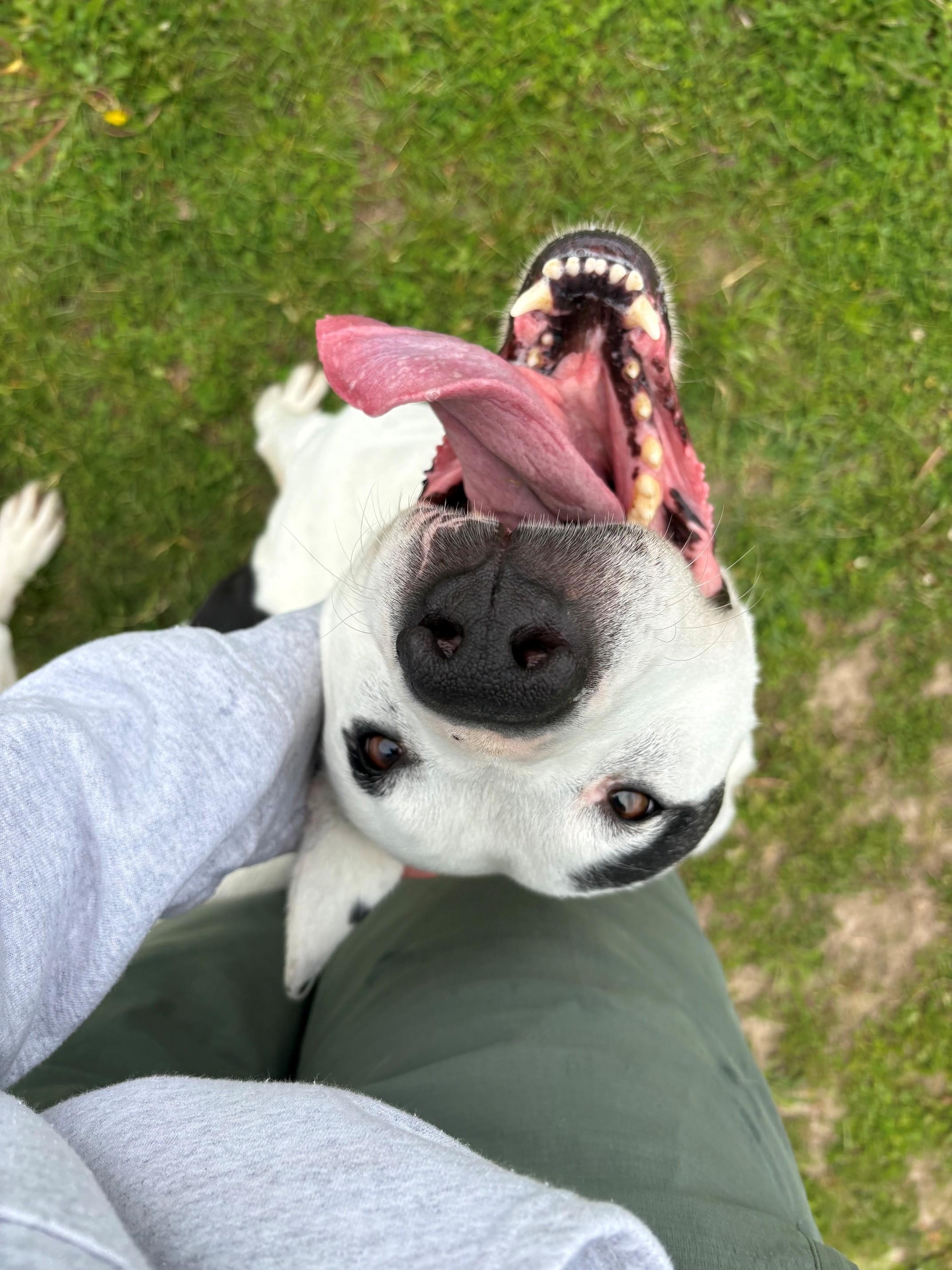 Enlarge Boyd, a ADOPTABLE Mixed Breed in Ionia, MI image 6/6
