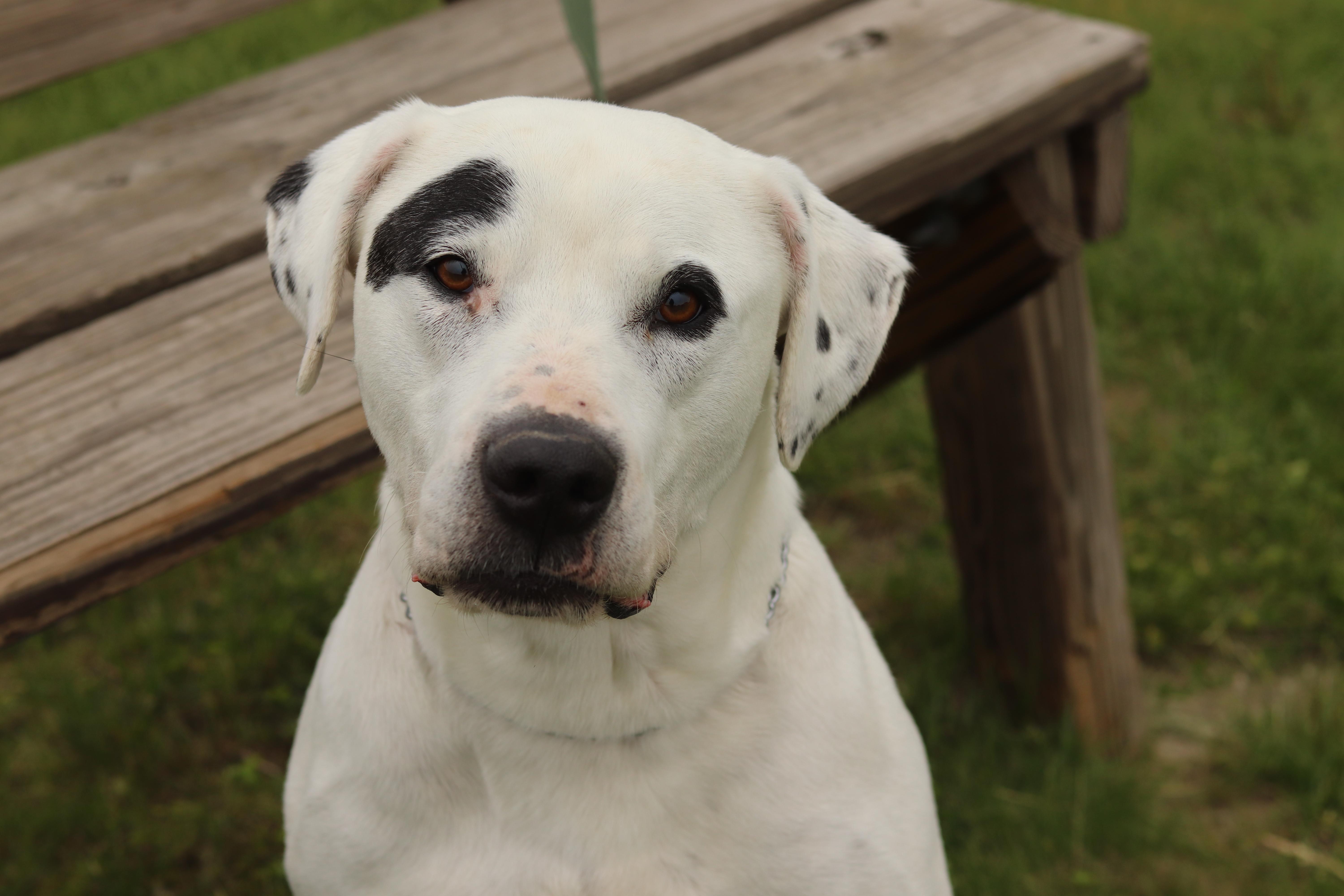 Enlarge Boyd, a ADOPTABLE Mixed Breed in Ionia, MI image 5/6