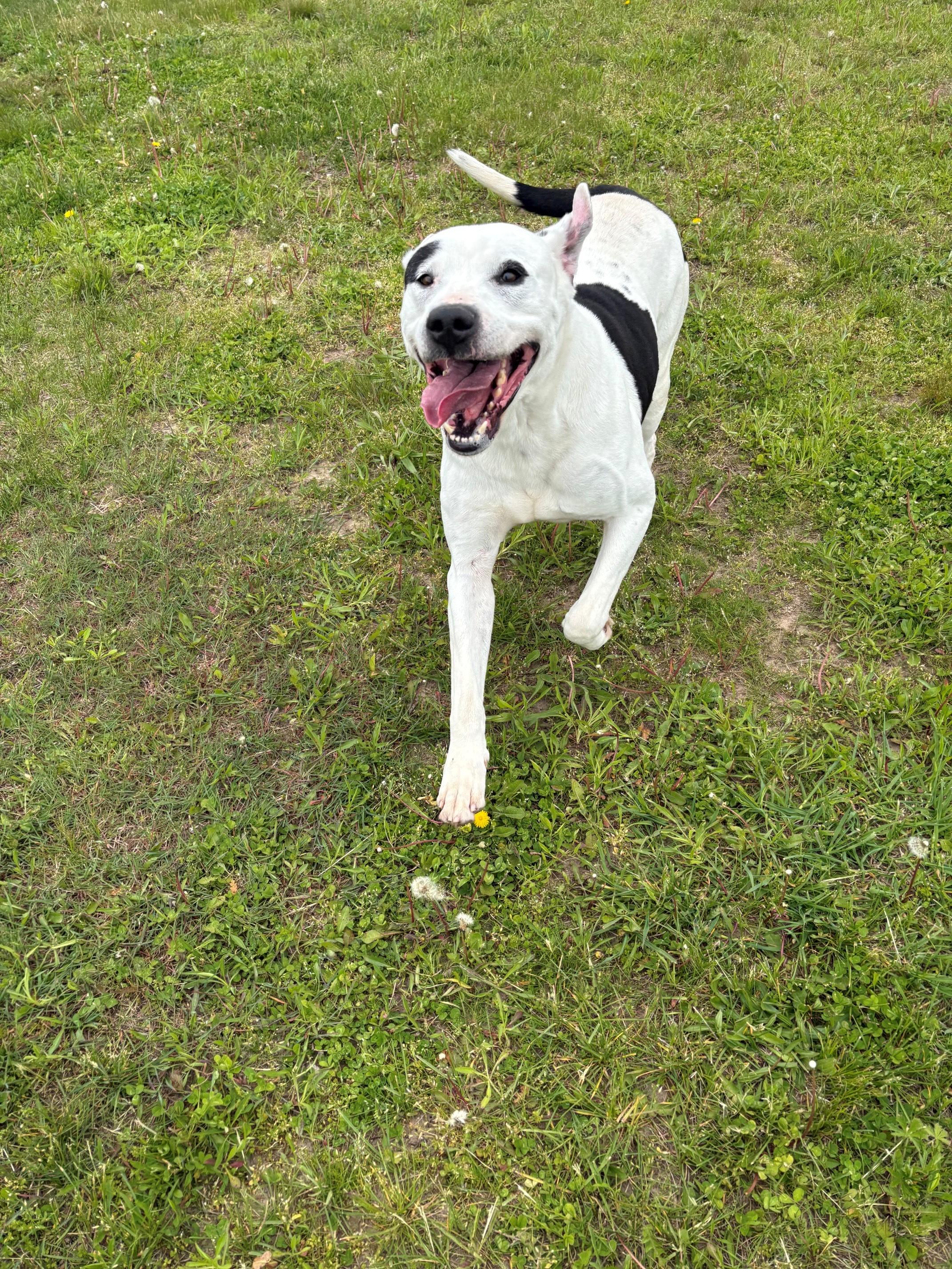 Enlarge Boyd, a ADOPTABLE Mixed Breed in Ionia, MI image 3/6