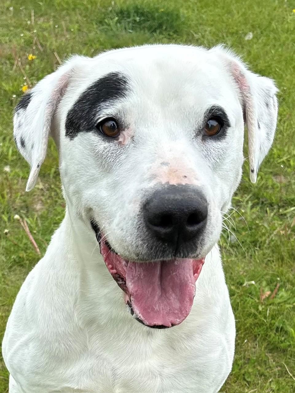 Enlarge Boyd, a ADOPTABLE Mixed Breed in Ionia, MI image 1/6