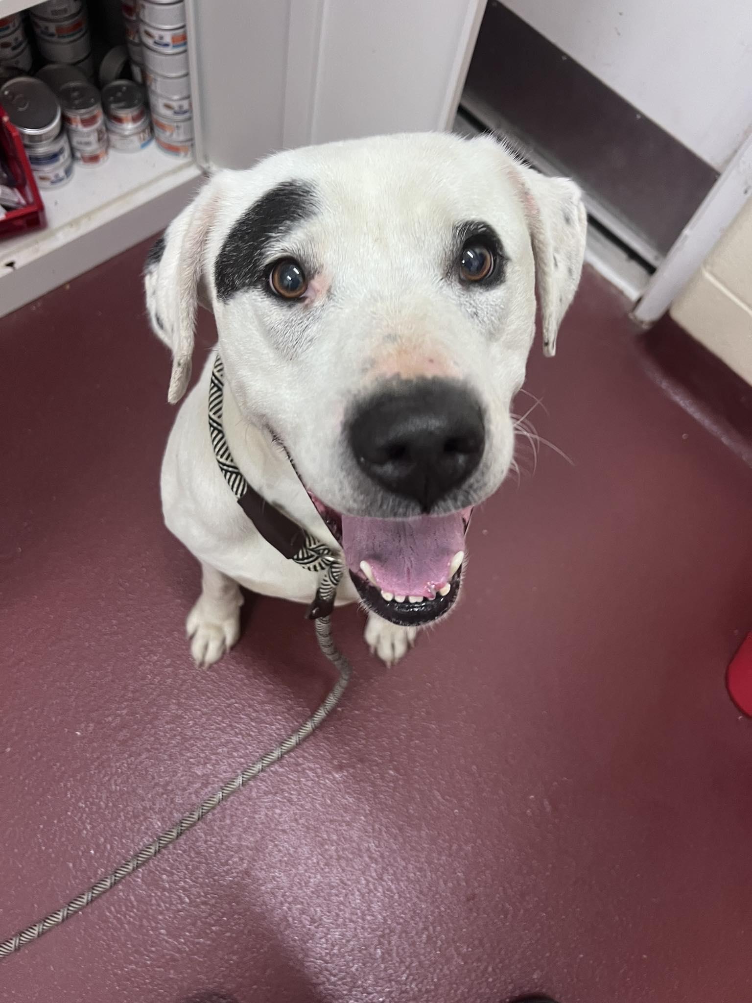 Boyd, ADOPTABLE, Adult Male Mixed Breed.