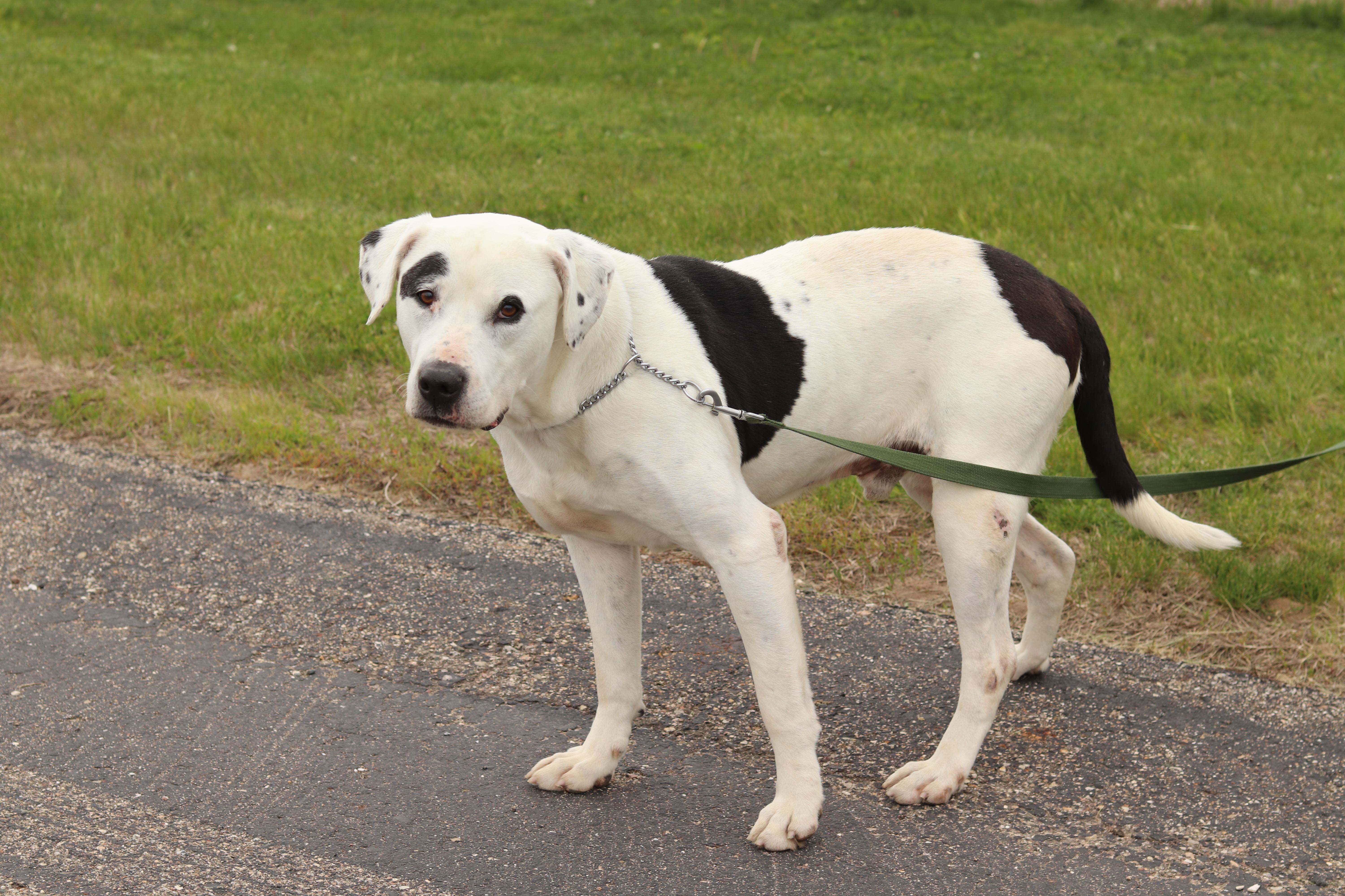 Enlarge Boyd, a ADOPTABLE Mixed Breed in Ionia, MI image 4/6
