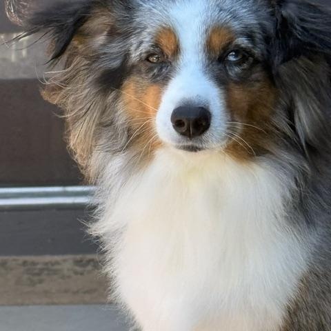Enlarge Benny, a ADOPTABLE mixed breed in Redondo Beach, CA image 5/6