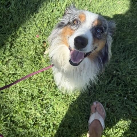 Enlarge Benny, a ADOPTABLE mixed breed in Redondo Beach, CA image 3/6