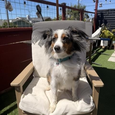 Enlarge Benny, a ADOPTABLE mixed breed in Redondo Beach, CA image 2/6