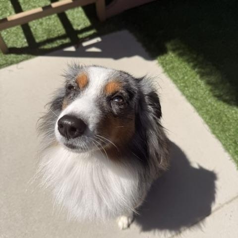 Benny, ADOPTABLE, Adult Male Australian Shepherd.