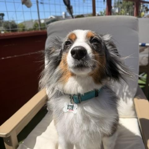 Enlarge Benny, a ADOPTABLE mixed breed in Redondo Beach, CA image 4/6