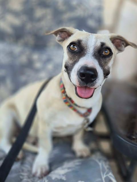 Embers, adopted, Young Female Chihuahua.