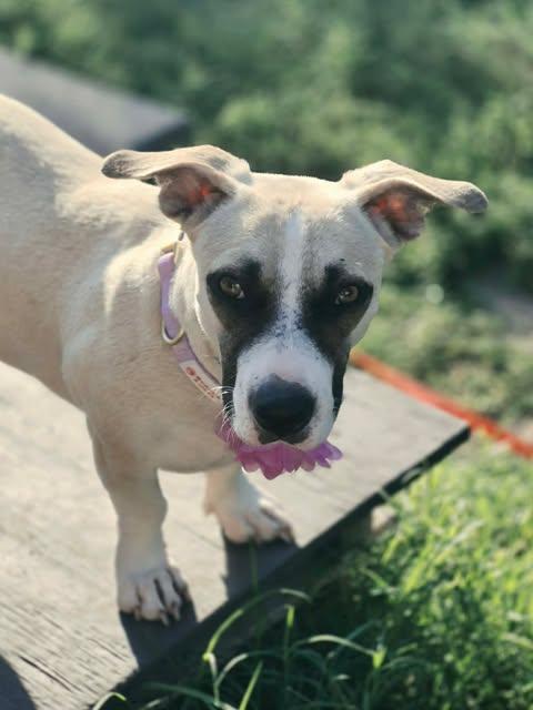 Embers, an adopted mixed breed in Vernon, CT image 5/6