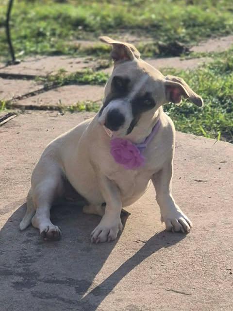 Embers, an adopted mixed breed in Vernon, CT image 4/6