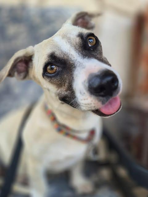 Embers, an adopted mixed breed in Vernon, CT image 2/6