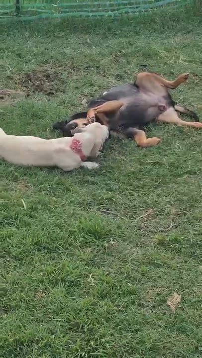 Enlarge Embers, an adopted mixed breed in Vernon, CT video 6/6