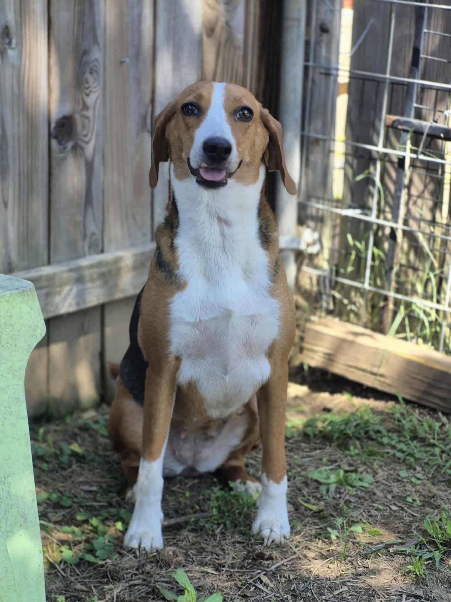 Opal, Adoptable, Adult Female Hound.