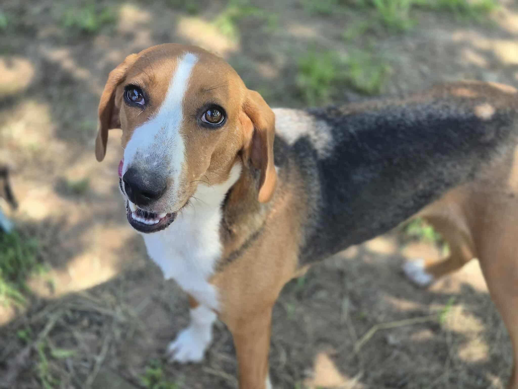 Opal, a Adoptable mixed breed in Dover, AR image 2/6