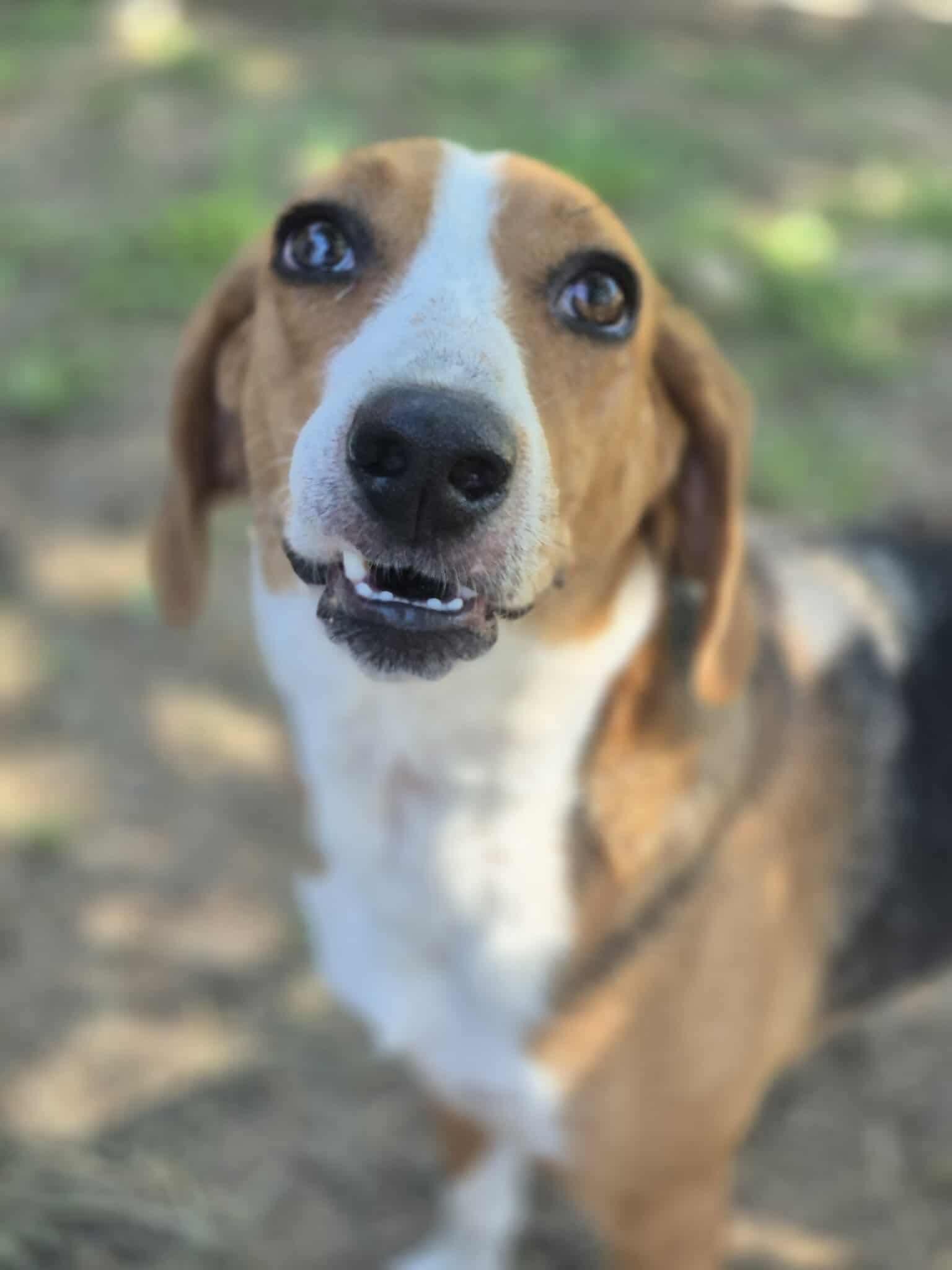 Opal, a Adoptable mixed breed in Dover, AR image 3/6