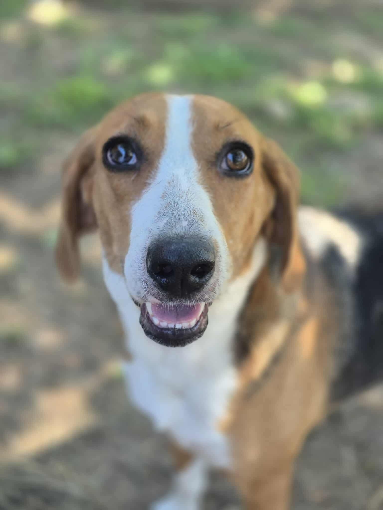 Opal, a Adoptable mixed breed in Dover, AR image 5/6