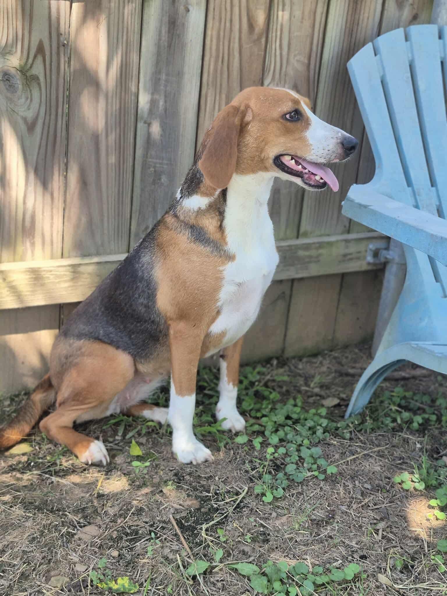 Opal, a Adoptable mixed breed in Dover, AR image 6/6