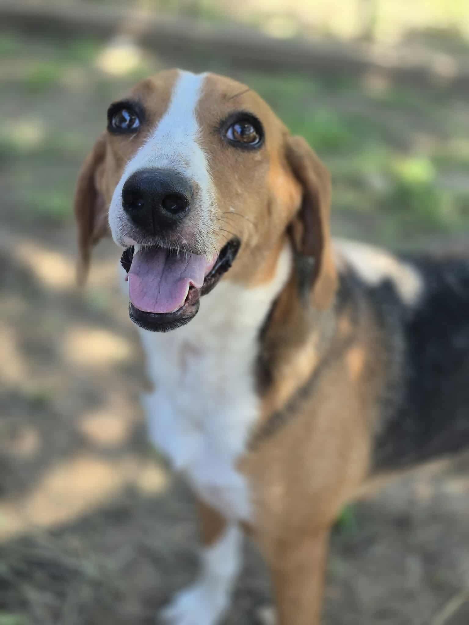 Opal, a Adoptable mixed breed in Dover, AR image 5/6