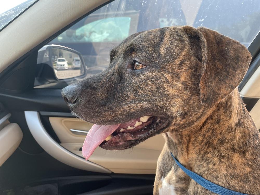 Astro, Adoptable, Adult Male Plott Hound & Pit Bull Terrier.